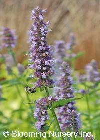 Agastache 'Black Adder'